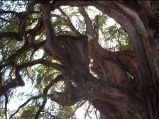 [2000 YEAR OLD TREE]